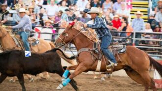 rodeo mid state fair