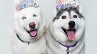 snowy and sherlock