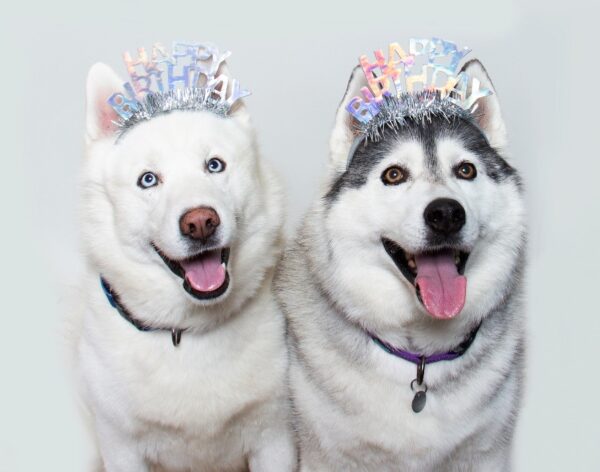 snowy and sherlock