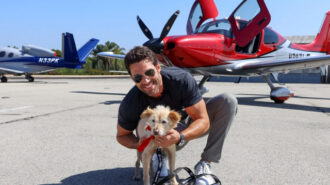 Dog-flight-to-paso