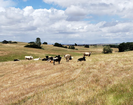 county releases ag report