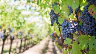 vineyard