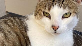 muppet pet of the week