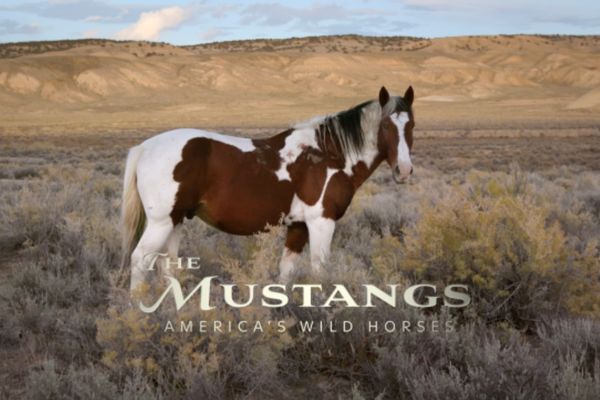 mustangs 1