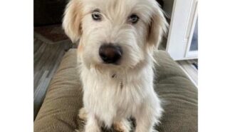Ozzie