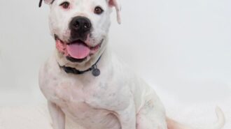 ruby pet of the week