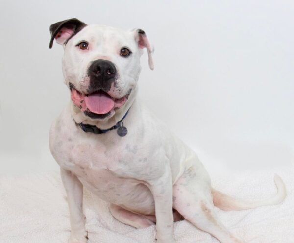 ruby pet of the week
