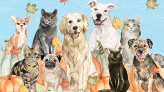 wiggle waggle fall festival