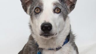 Cedar pet of the week