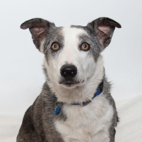 Cedar pet of the week