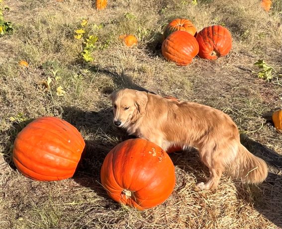 River K Pumpkins and Maggie