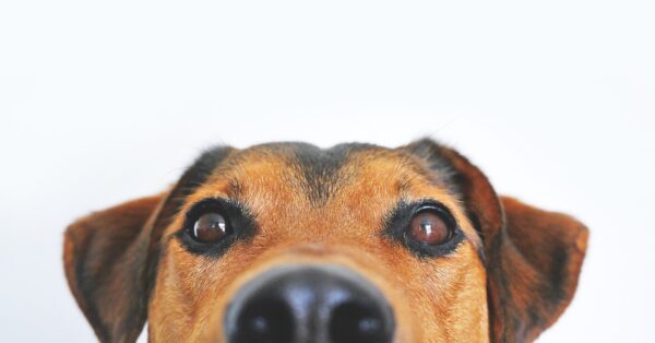Adult dog adoption fees to be waived at Woods next week