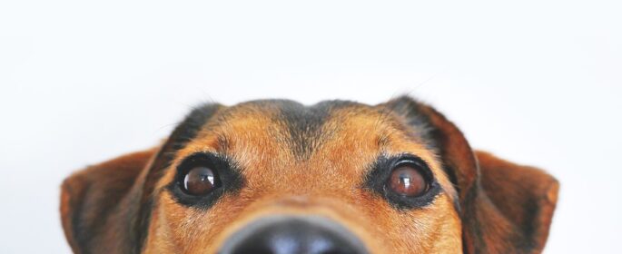 dog stock pic