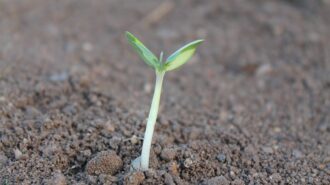 native seeds stock pic