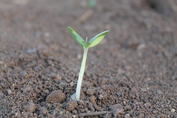 native seeds stock pic