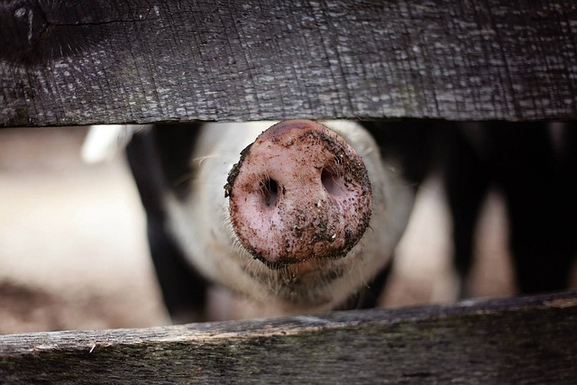 Pigs