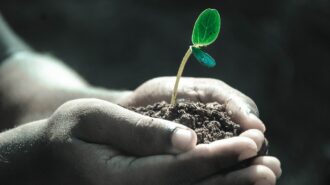 sprout boy scouts plant