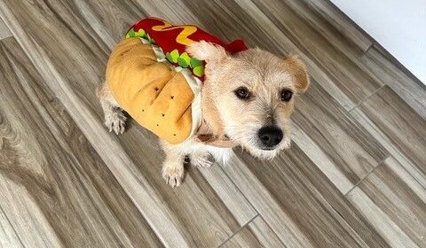 tater tot