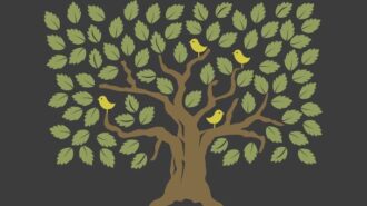 tree stock img