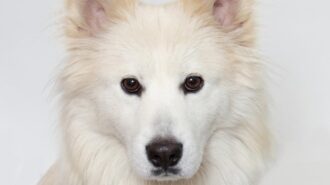 Aggie pet of the week