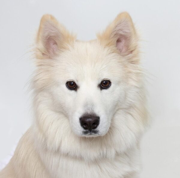 Aggie pet of the week