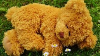 Sleeping stuffed bear