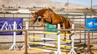 horse show twin rivers
