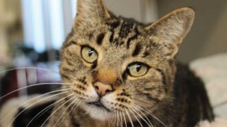 adopt a senior pet month
