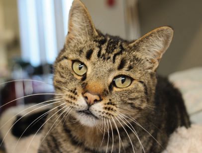 adopt a senior pet month
