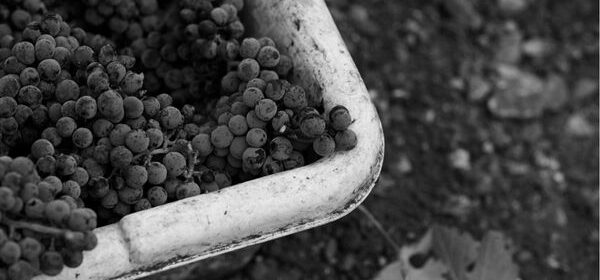 brecon grapes