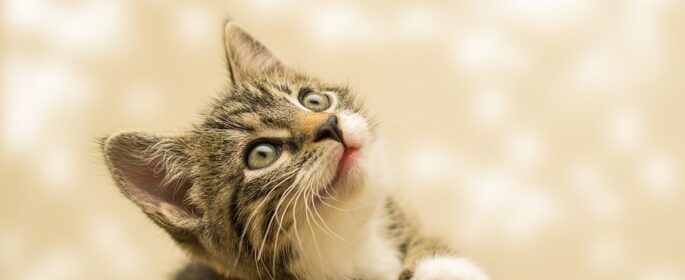 cat stock photo