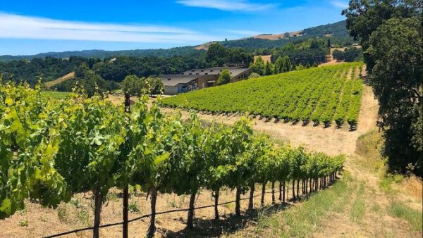 Photo from Denner Vineyards