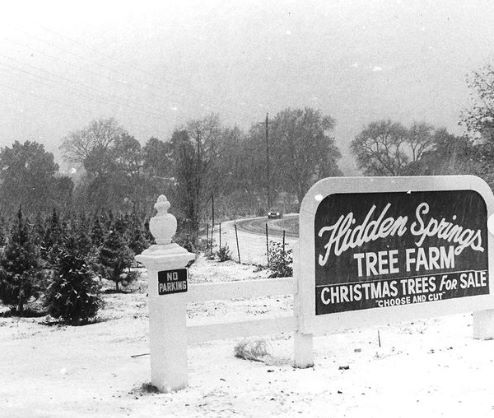 hidden springs tree farm