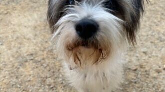 pepper pet of the week