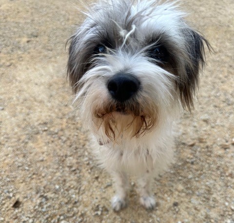 pepper pet of the week