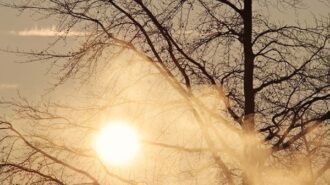 sunrise tree stock