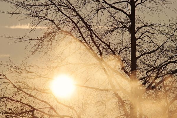 sunrise tree stock