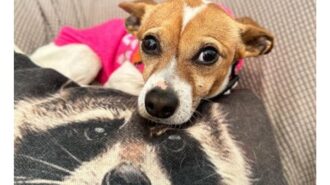 pet of the week chestnut