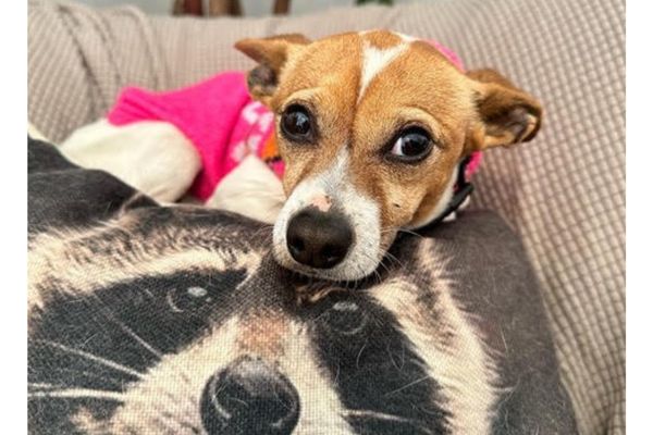 pet of the week chestnut