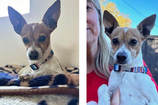 adoptable pet of the week