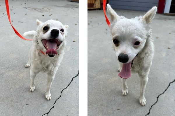 buster pet of the week