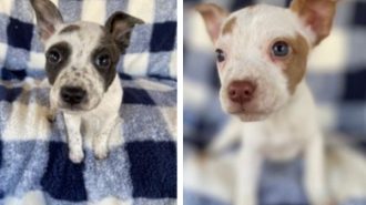 adoptable puppies
