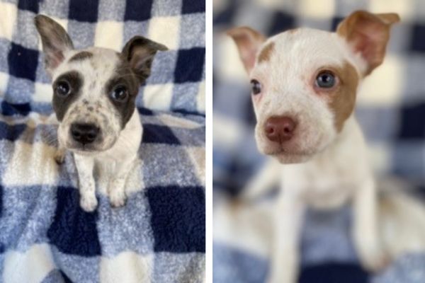 adoptable puppies