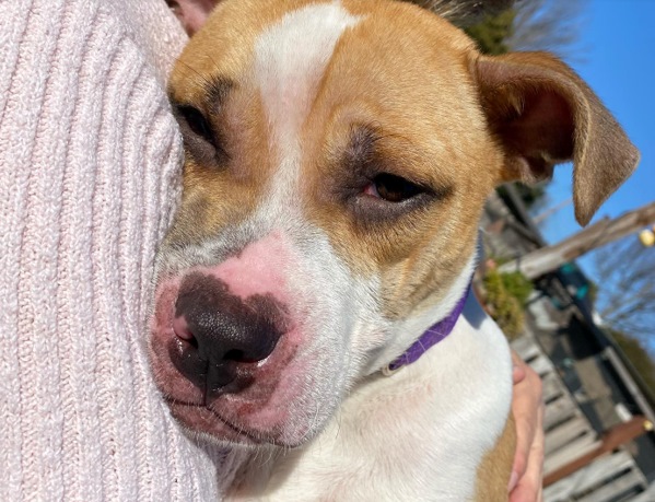 Rudy is currently available for adoption.