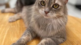 big mama pet of the week