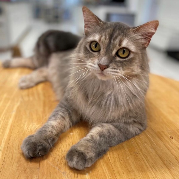big mama pet of the week