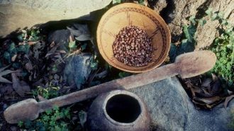 chumash ethnobotany