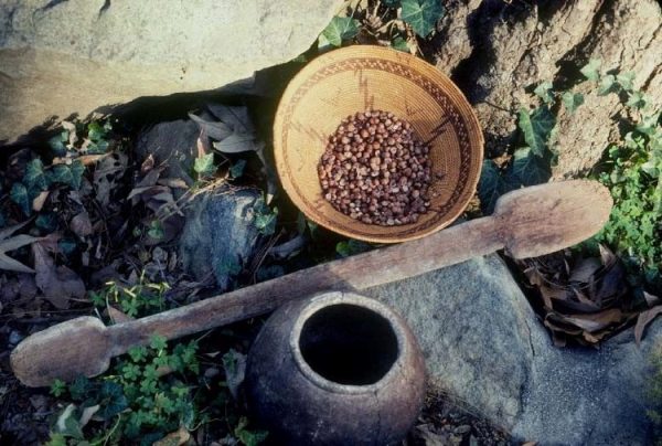 chumash ethnobotany