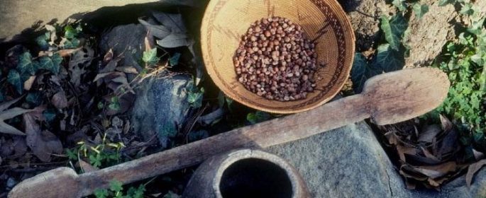 chumash ethnobotany