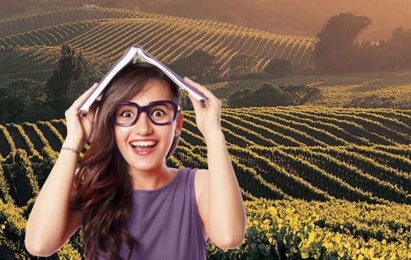 college wine grapes